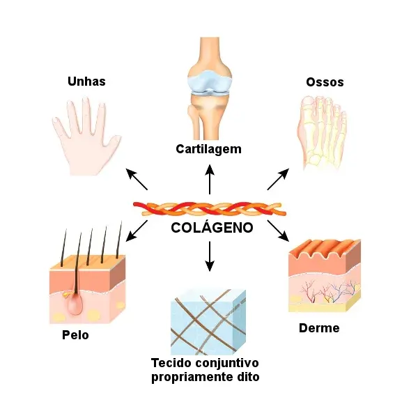 para que serve o colageno